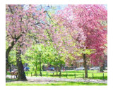 Pink Trees