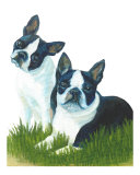 Buy Two Are Better Than One - Boston Terriers at AllPosters.com
