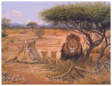 Lion Familly