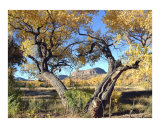 Cottonwood Frame