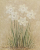 White Dafodils