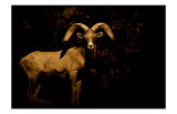 Buy Western Ram at AllPosters.com