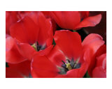 Buy Red Tulips at AllPosters.com