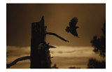 Buy Eagle Flight at AllPosters.com