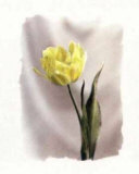 Yellow Tulip