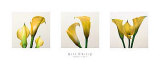 Buy Three Lilies II at AllPosters.com