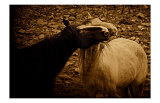 Buy Horse Play at AllPosters.com