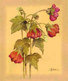 Buy Flores Colgantes IV at AllPosters.com