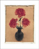 Carnations