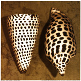 Cone Seashell