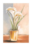 Buy White Callas at AllPosters.com