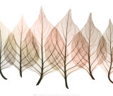 Buy Celosias at AllPosters.com