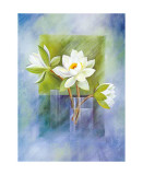 Buy White Water Lilies at AllPosters.com