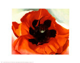 Poppy