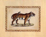 Female Tiger