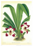 Buy Orquideas I at AllPosters.com