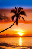 Sunset Palm Poster