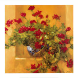 Ivy Geraniums