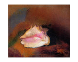 The Shell