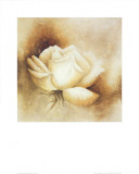 Buy White Rose I at AllPosters.com