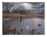 Pond Life