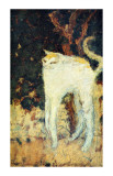 The White Cat