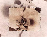 Buy Orchid at AllPosters.com