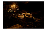 Buy Sun Rock Snake at AllPosters.com