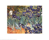 Irises, Saint-Remy, c.1889