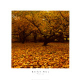 Prunus