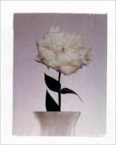 Gardenia