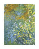 Buy Yellow Iris at AllPosters.com