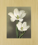 Tulipani