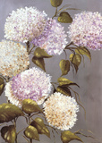Buy Hortensia Lila at AllPosters.com