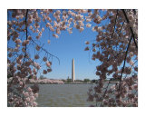 Cherry Blossoms over Washington
