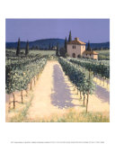 Vineyard Shadows