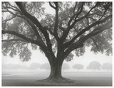 Silhouette Oak