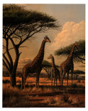 Buy Giraffe Family at AllPosters.com