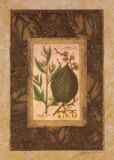 Buy Leaf Study II at AllPosters.com