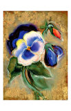 Pansy