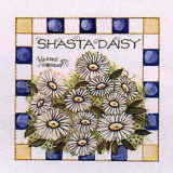 Shasta Daisy