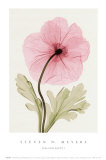 Buy Iceland Poppy I at AllPosters.com