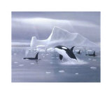 Orcas in Northern Waters