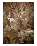 Buy Autumn at AllPosters.com