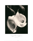 Two Callas
