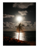 Lunar Palm