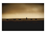 Buy American Cattle Rancher at AllPosters.com