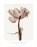 Buy Parrot Tulips I at AllPosters.com