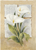 Calla Lilly Poetry