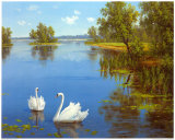 Swans on the Lake